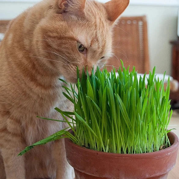 Cat Grass 50+ Seeds