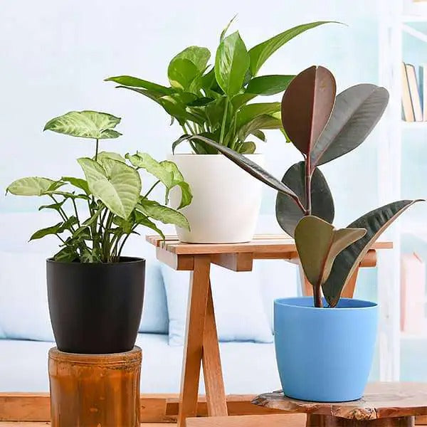 Plants