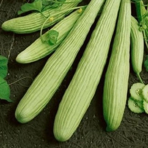 Imported American Cucumber ( Tarr) 20+ Seeds