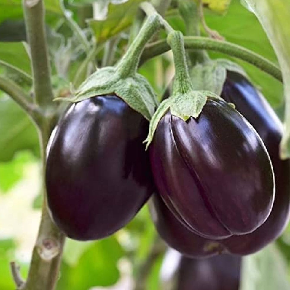 F1 Hybrid Round Brinjal (Bengan) 25 Seeds
