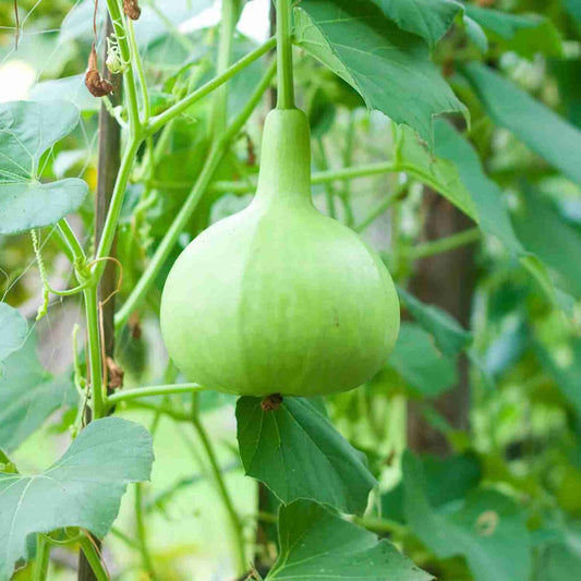 F1 Bulb Kaddu (Gourd) 10 Seed