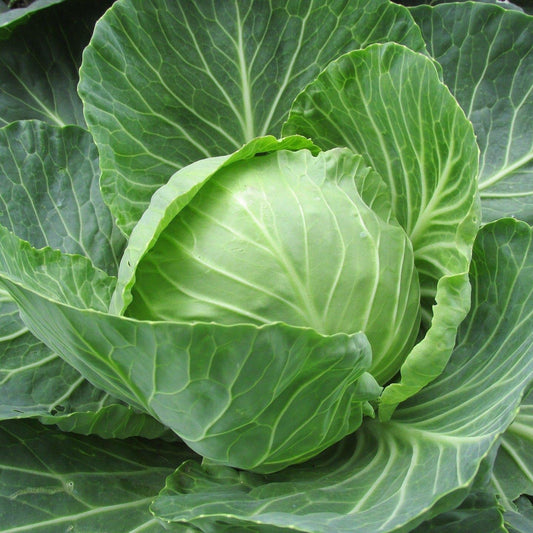 Close-up of a green cabbage head surrounded by leaves