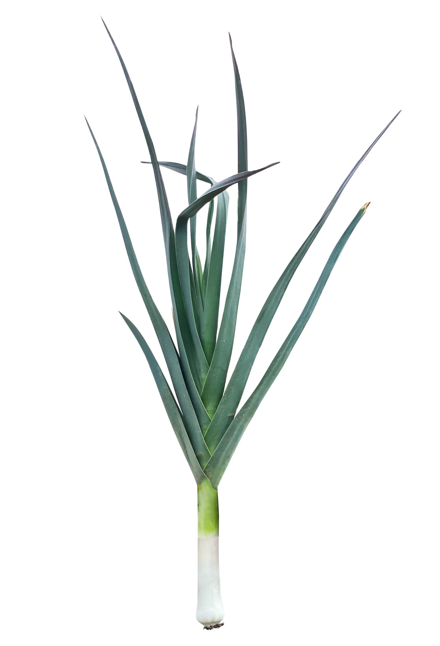 Leek Salad (لیک سلاد) 30+ Seeds