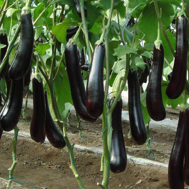 F1 Hybrid Bottle Brinjal (Bengan) 25 Seeds