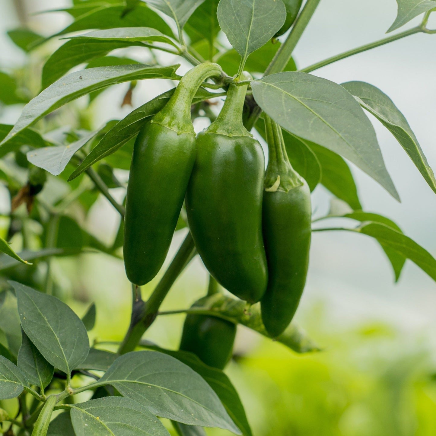Jalapeno Chili Pepper 15 Seeds