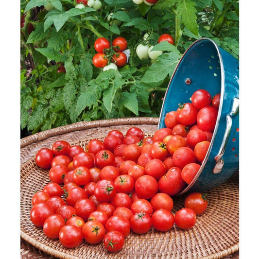 Cherry Tomatoes 10 Seeds